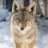 Kenny Coyote